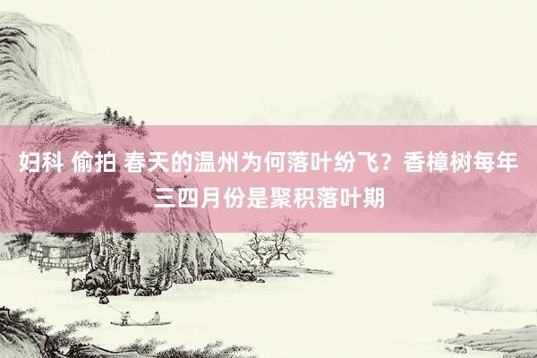 妇科 偷拍 春天的温州为何落叶纷飞？香樟树每年三四月份是聚积落叶期